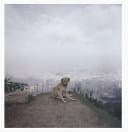 Dog Days Bogotá