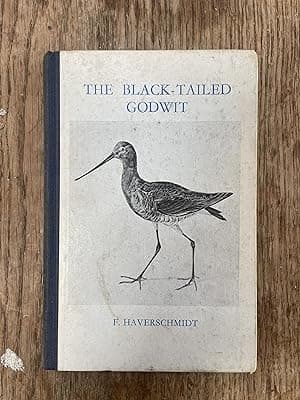 The Black-Tailed Godwit